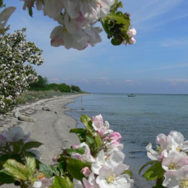 Femø strand og æblegrene