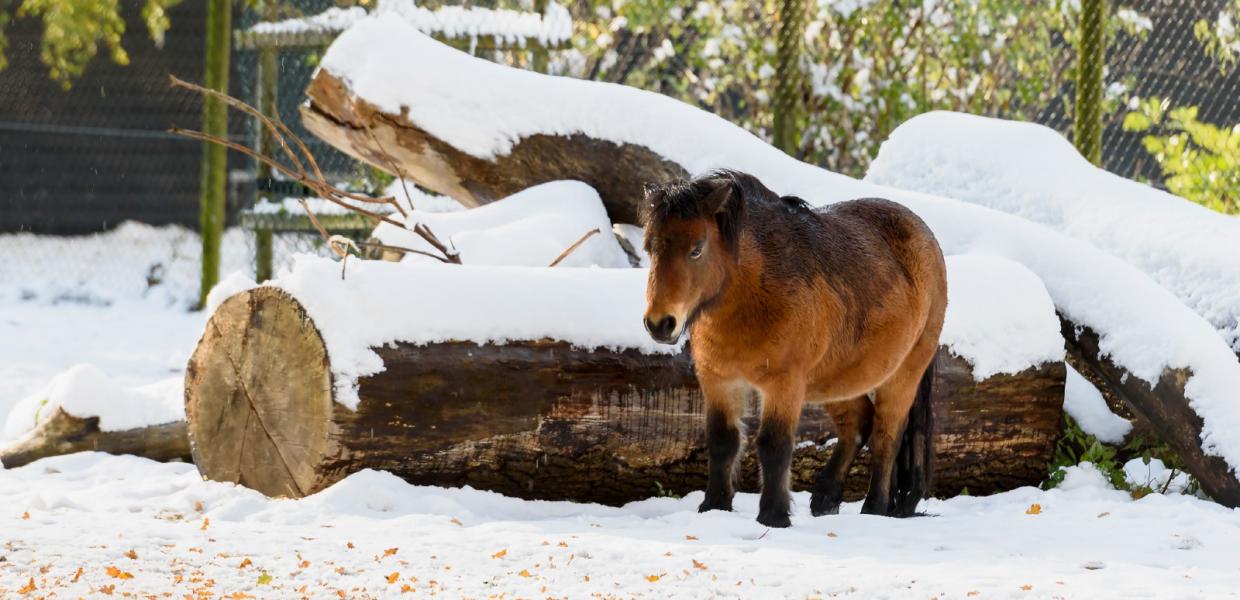 Guldborgsund Zoo hest i snevejr