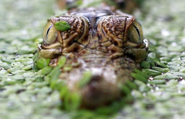 Krokodille i vand