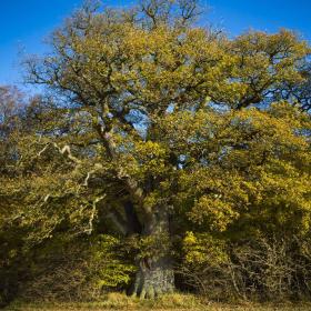 Valdemarsegen – Danmarks største træ