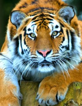 Tiger i Knuthenborg Safaripark