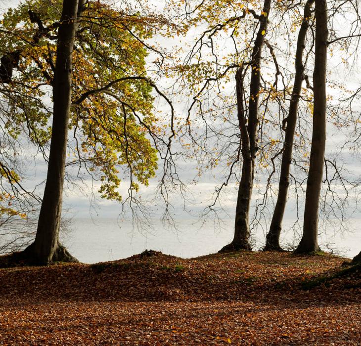 Hesnæs skov